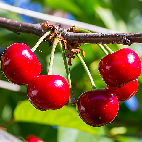 九游娱乐平台大红樱桃二