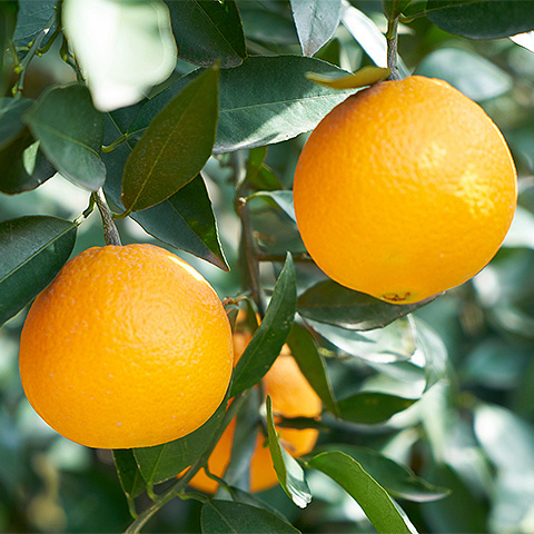 九游娱乐平台热带水果四