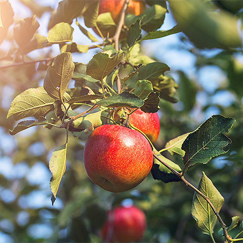 九游娱乐平台热带水果五
