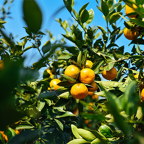 九游娱乐平台热带水果六