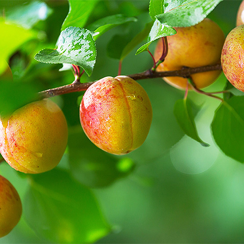 九游娱乐平台热带水果七